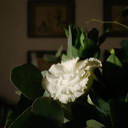 Secret Garden In Alfama Lisboa